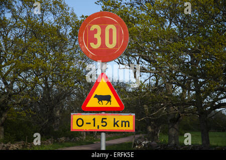 Méfiez-vous des bovins et la signalisation routière de la limite de vitesse à une route de campagne Banque D'Images