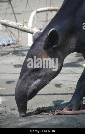 Tapir de Baird sur la plage de nourriture dans le parc national de Corcovado, Costa Rica Banque D'Images