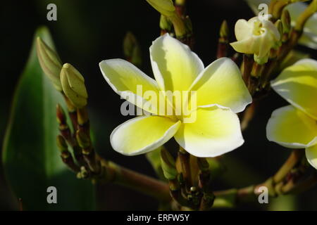 Plumeria rubra, frangipani Banque D'Images