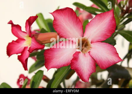 Du Toitskloof Adenium multiflorum Banque D'Images