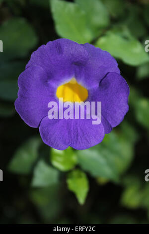 Pea Vine Clitoria ternatea papillon Banque D'Images