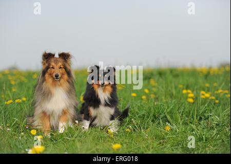 Shetland Sheepdogs Banque D'Images