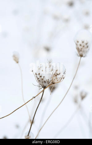 La neige a couvert Queen Anne's Lace flowers Banque D'Images