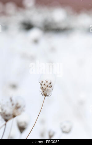 La neige a couvert Queen Anne's Lace flowers Banque D'Images