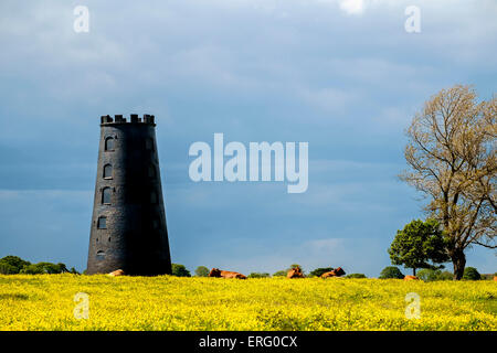 Moulin noir sur Beverley Westwood avec renoncules sur bloom et le pâturage du bétail. Banque D'Images