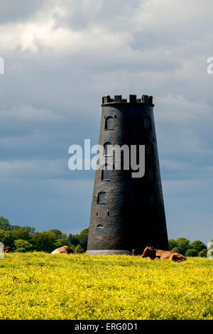 Moulin noir sur Beverley Westwood avec renoncules sur bloom et le pâturage du bétail. Banque D'Images