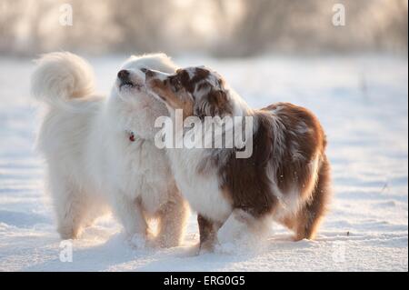 2 chiens Banque D'Images