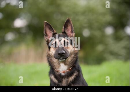 Portrait de berger allemand Banque D'Images