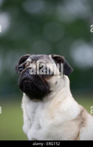 Portrait du PUG Banque D'Images