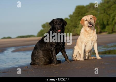 2 Labrador Retriever Banque D'Images