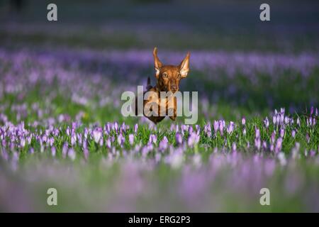 Teckel Lapin saut Banque D'Images