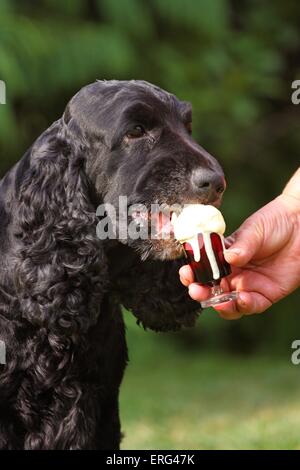 Cocker Anglais manger icecream Banque D'Images