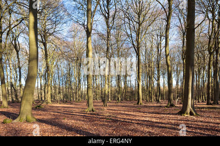 Beechwood dans l'iconique Chiltern Hills Banque D'Images