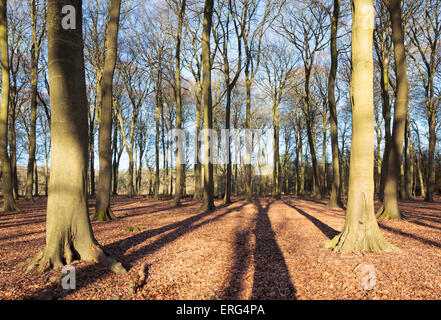 Beechwood dans l'iconique Chiltern Hills Banque D'Images