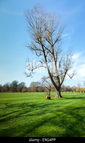 Un spécimen arbre sur Marsh Meadows Henley-on-Thames dans le Chiltern Hills Banque D'Images