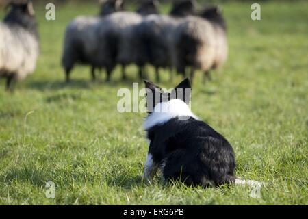 Border Collie élevage Banque D'Images