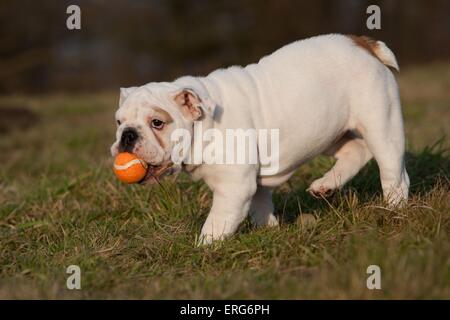 Chiot Bouledogue anglais Banque D'Images