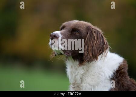 Grand Epagneul de chien de chasse Banque D'Images