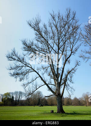 Un spécimen arbre sur Marsh Meadows Henley-on-Thames dans le Chiltern Hills south Oxfordshire England UK Banque D'Images