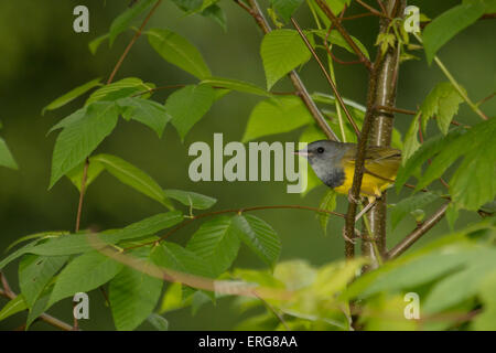 Paruline triste dans un arbre - Geothlypis philadelphia Banque D'Images