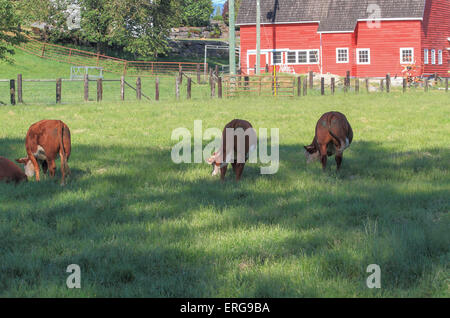 Vaches qui paissent dans des champs. Banque D'Images