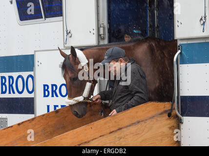 Elmont, New York, USA. 2 juin, 2015. 2015 Belmont Stakes espère AMERICAN PHAROAH, formés par BOB BAFFERT, arrive cet après-midi, mardi, 2 juin 2015. Credit : Bryan Smith/ZUMA/Alamy Fil Live News Banque D'Images