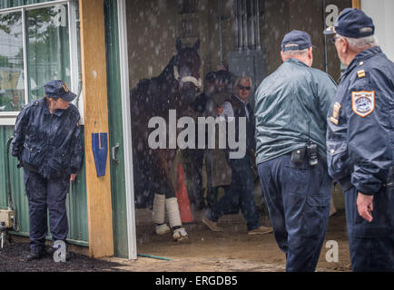 Elmont, New York, USA. 2 juin, 2015. Trainer BOB BAFFERT promenades 2015 Belmont Stakes américain d'espoir à travers le shedrow PHAROAH comme il arrive de Belmont Park, le mardi 2 juin 2015. Credit : Bryan Smith/ZUMA/Alamy Fil Live News Banque D'Images