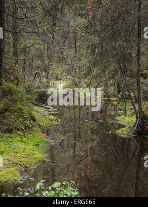 Boggy partie de la forêt en Ostmarka Oslo Norvège, humide, sombre et pas facilement accessible Banque D'Images