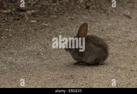 Bébé lapin, Sylvilagus bachmani, pinceau sauvage sur un chemin de randonnée de lapin à Irvine en Californie du Sud au printemps Banque D'Images