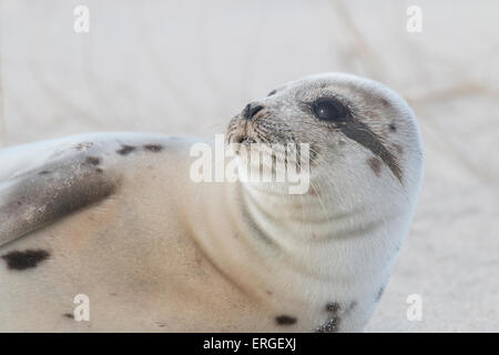 Un Phoque du Groenland se reposant sur la plage de Assateague Island National Seashore Banque D'Images