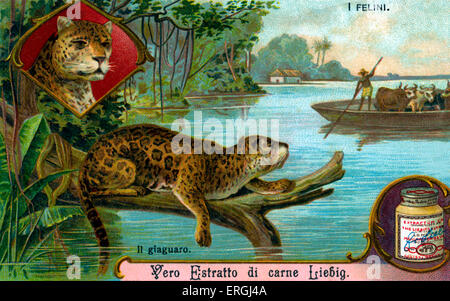 La famille de chat : Jaguar - illustration sur carte de collection Liebig (série italienne titre : 'I Felini'/ 'Cats'). Au début du xxe Banque D'Images