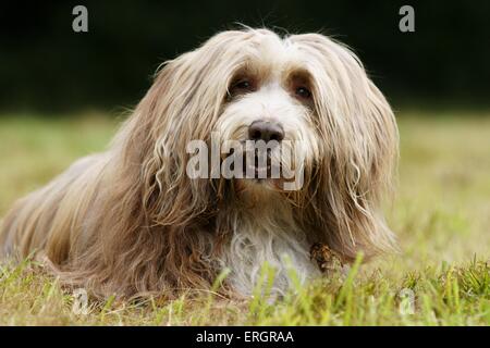 Lying Bearded Collie Banque D'Images