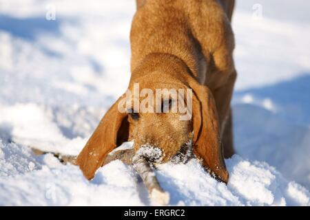 En Beagle-Griffon winterlore Banque D'Images