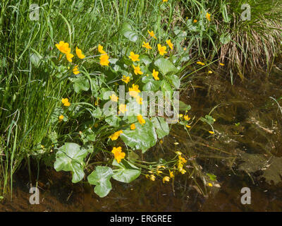 Caltha palustris populage des marais, ou kingcup, fleurs jaune vif, souvent le long des ruisseaux et des fossés au printemps Banque D'Images