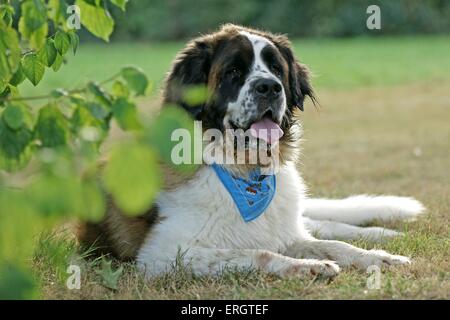 Situé Saint Bernard Banque D'Images