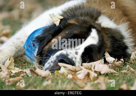 Fatigué Saint Bernard Banque D'Images