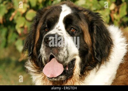 Portrait de Saint Bernard Banque D'Images