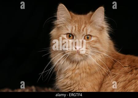 Portrait tomcat Longhair allemande Banque D'Images