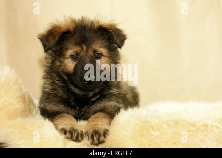 Chiot Berger Allemand Banque D'Images