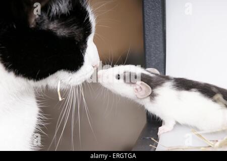 Jeune rat et chat Banque D'Images