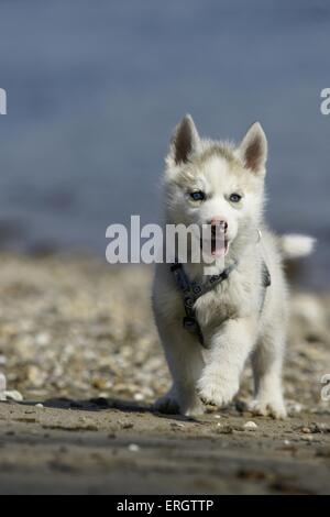 Chiot Husky Sibérien Banque D'Images