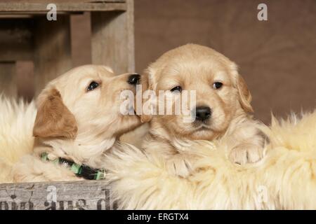 Chiots Golden Retriever Banque D'Images