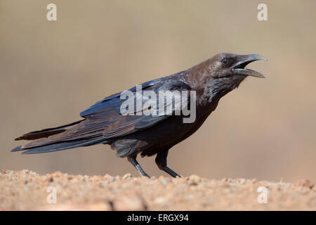 Brown-necked Raven Banque D'Images