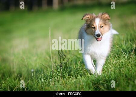 jeune Sheltie Banque D'Images