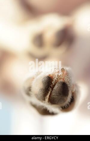 Jack Russell Terrier paw Banque D'Images