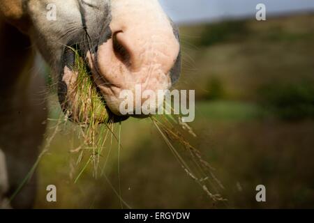 Bouche de Haflinger Banque D'Images