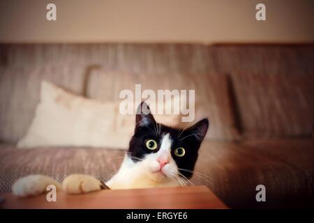 Portrait de chat domestique Banque D'Images