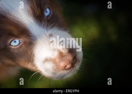 Chiot berger australien Banque D'Images