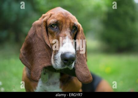 Basset Hound Portrait Banque D'Images