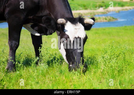 Vache Noire mange de l'herbe dans un pré Banque D'Images
